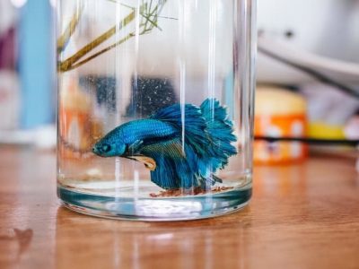Fish Care | Ways to Keep Aquarium Fish Healthy