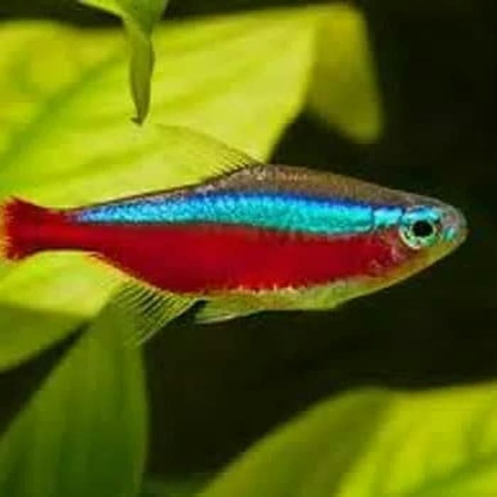 Neon Tetra fish