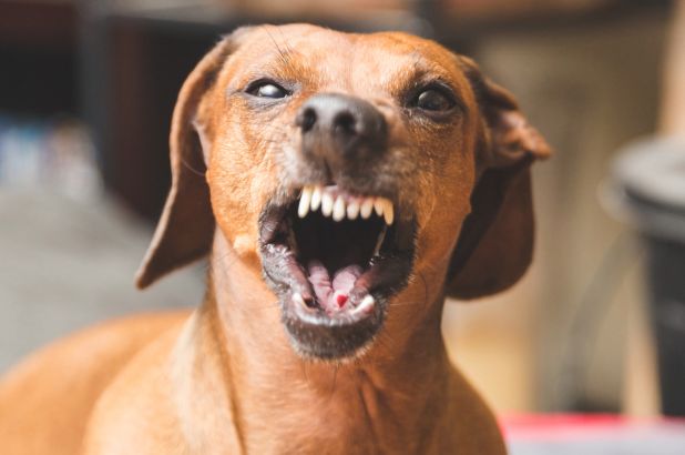 aggression problem in dogs