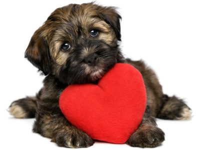 Nutrition in Heart Diseased Dogs