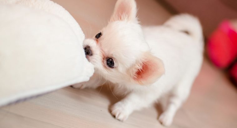 Things to Consider While Owning a Puppy | Puppy Ownership