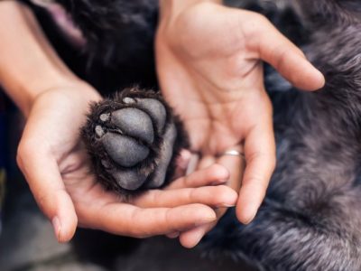 Paw Care in Dogs | How to Care for the Paw in Dogs?