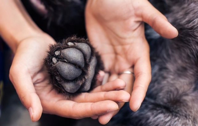 Paw Care in Dogs | How to Care for the Paw in Dogs?