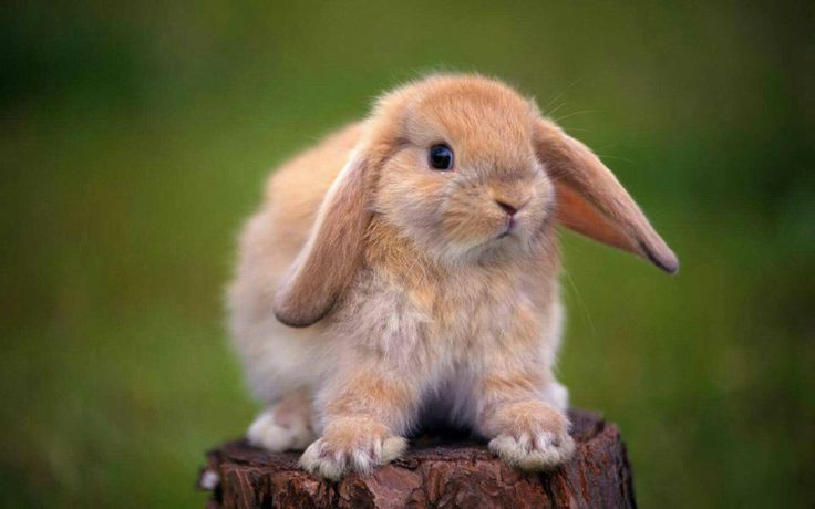 rabbit species 