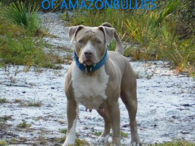 XL American Pit Bull Female