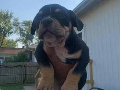 Micro Exotic bully