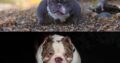 EXOTIC MICRO BULLY PUPPIES