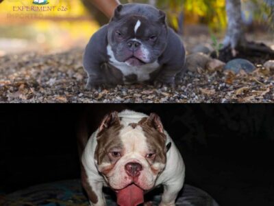 EXOTIC MICRO BULLY PUPPIES