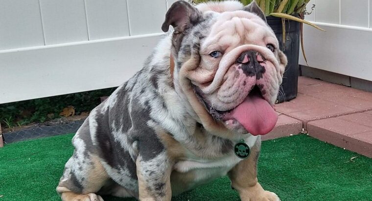 English bulldog available for stud service
