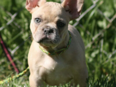 Female french bulldog