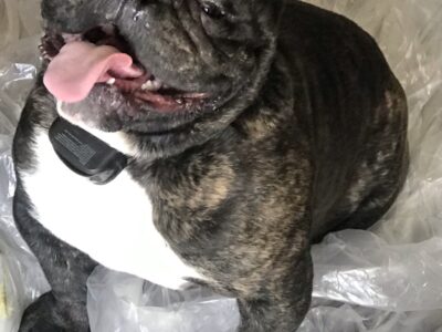 Exotic male bully no papers