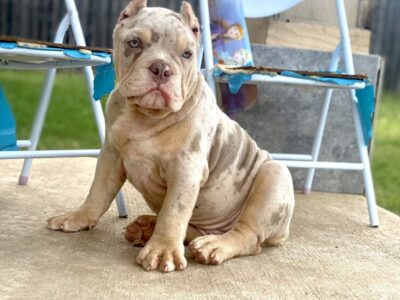 Future merle micro exotic bully stud!!