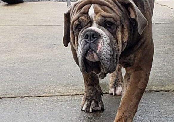 Olde English Bulldogge Stud