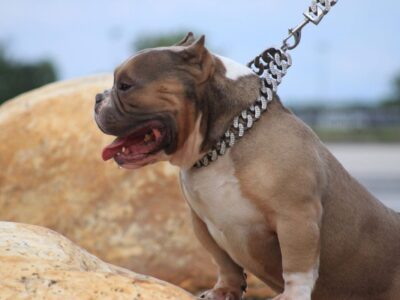 Micro exotic bully available for stud