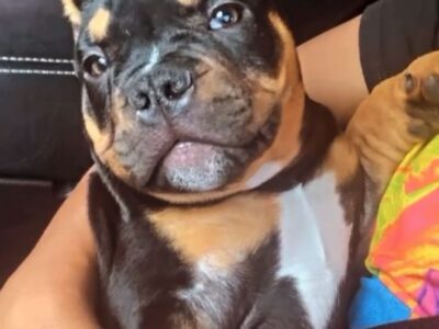 Micro exotic bully tri color stud