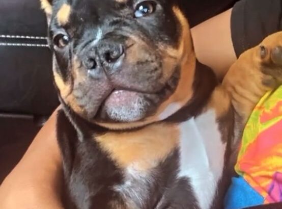 Micro exotic bully tri color stud