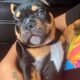 Micro exotic bully tri color stud