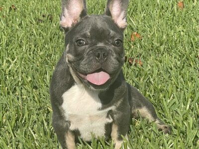 Blue and Tan Male Frenchie pup