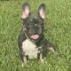Blue and Tan Male Frenchie pup