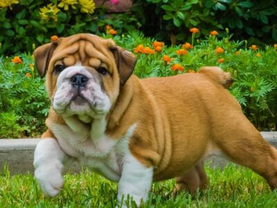 Pure English Bulldog Puppies Wrinkles!