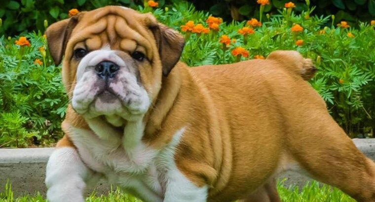 Pure English Bulldog Puppies Wrinkles!