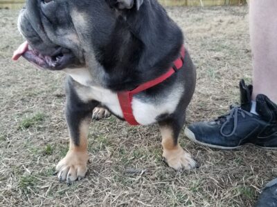 Blue Tri English Bulldog STUD