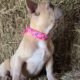 AKC Frenchie Puppies looking for a home