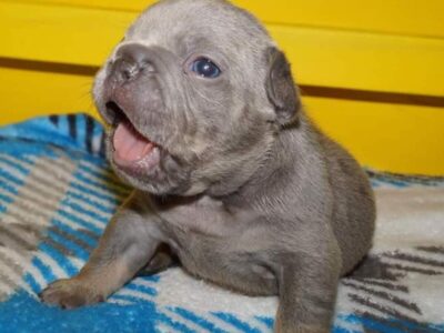 AKC Frenchies Puppies