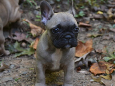 AKC Frenchies