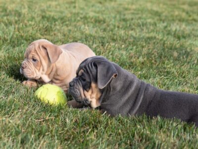 Olde English Bulldogge puppies