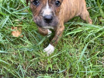 Pit bull puppies