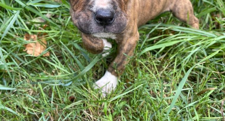 Pit bull puppies