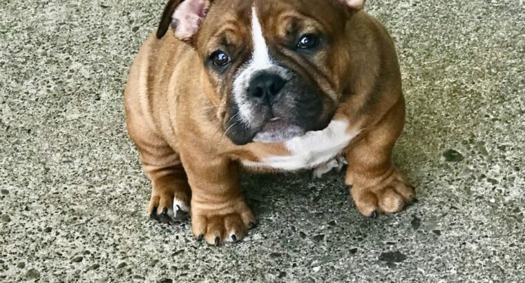 Micro exotic bully pups