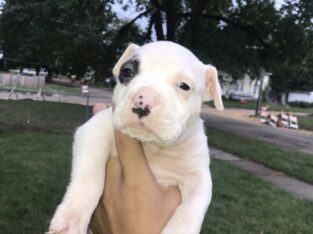 Puppies for sale 500 ready to go