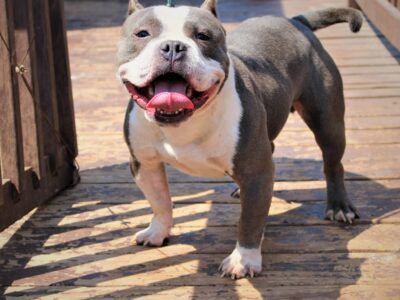 Exotic pocket American Bully