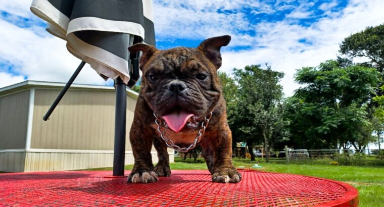 Exotic bullie male