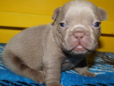 AKC Frenchies Puppies