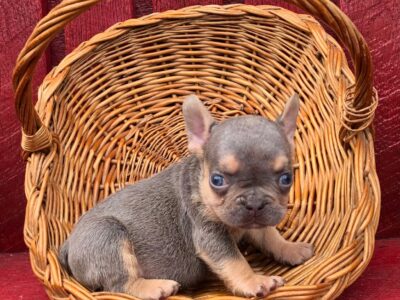 French bulldog pups available!