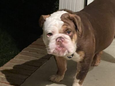 English Bulldog