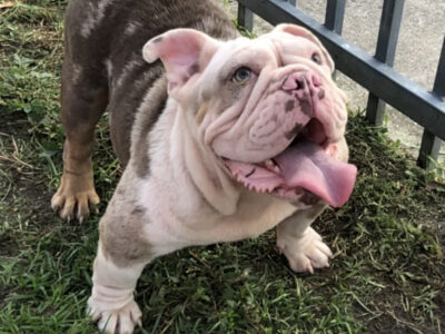 Adult Female Mini Lilac Tri Color Merle English Bu