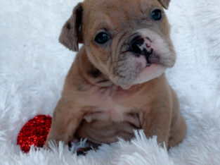 STUNNING Blue Fawn Merle Male Pup Available!