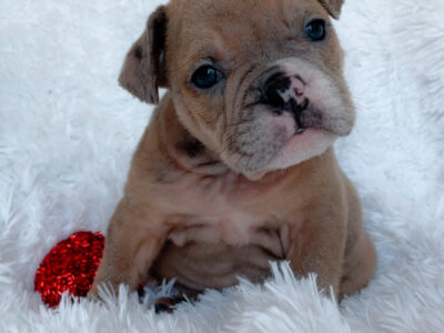 STUNNING Blue Fawn Merle Male Pup Available!