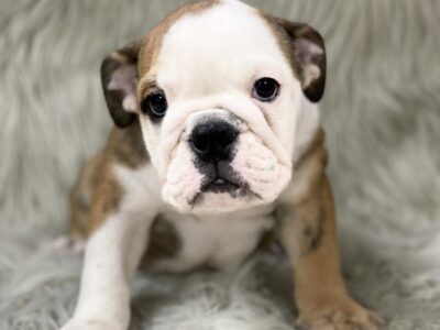 English Bulldog Puppy