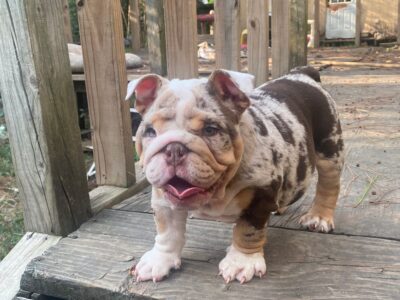 Adult Female Mini Lilac Tri Color Merle English Bu