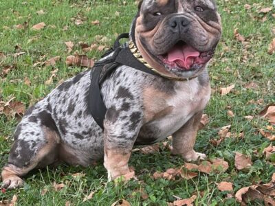 Blue Tri Merle stud