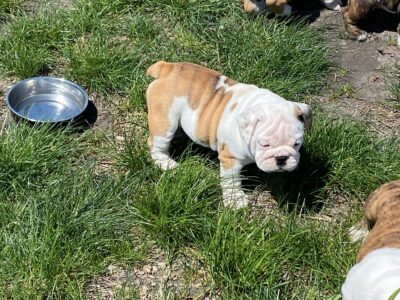 English bulldogs for sale in Wisconsin