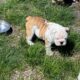 English bulldogs for sale in Wisconsin