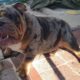English bulldog available for stud service