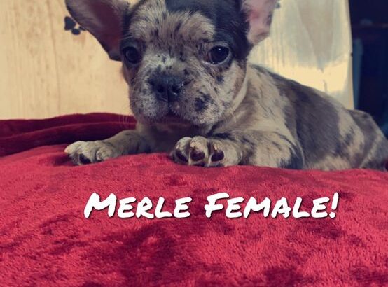 French Bulldog Puppys !!! 6 Left!