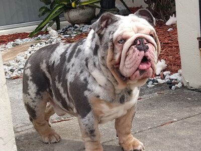 English bulldog available for stud service